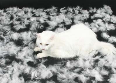 FURminator used on white cat