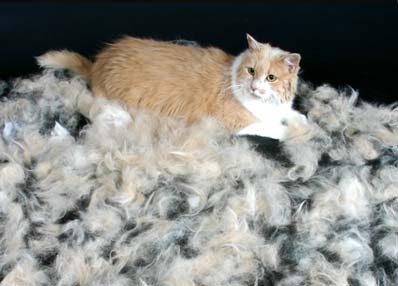 FURminator used on orange cat