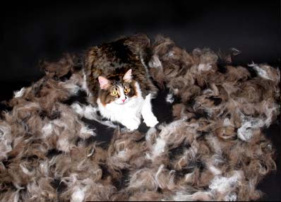 FURminator used on brown cat