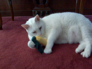 kitty with toy