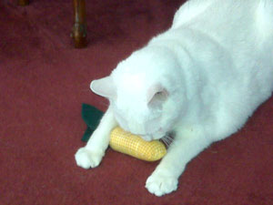 kitty with toy