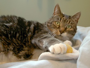 kitty with toy