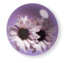 Violet Flower Drop