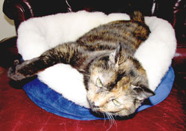 blue-bed-tortie-270.jpg