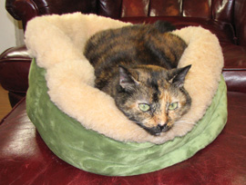 green_bed_tortie_270.jpg