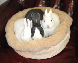 tan_bed_bunnies_270.jpg