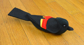 blackbird-270.jpg