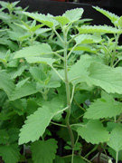 catnip-180.jpg