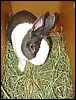 IMG_0419.jpg