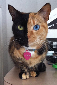 Venus the chimera cat