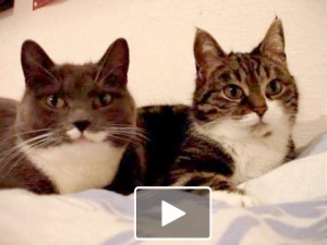 cats talking cat funny faeries