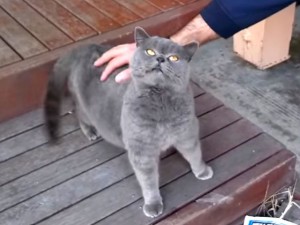 How To Make Your Cat Make Funny Noises When Scratched How To Make Your Cat Make Funny Noises When Scratched