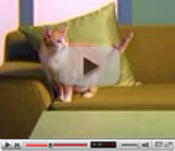 Comfort Zone with Feliway video preview