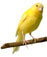 canary