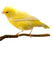 canary