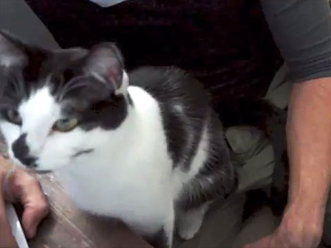Cat Video: How Cats Help Us Use Computers | Cute and Funny Cat Videos ...