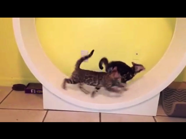 Cat Video: Crazy Fast Cats on a Treadmill | Cute and Funny Cat Videos ...