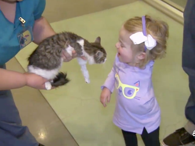 Cat Video: Family adopts 3 legged cat for daughter who lost arm to ...