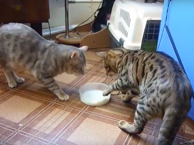 Cat Video: Two Cats Fighting Politely Over a Bowl of Milk | Cute and ...