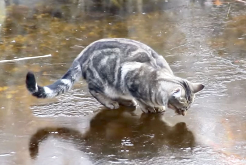 Cat Video Ice Skating Cats On A Frozen FISH Pond! With