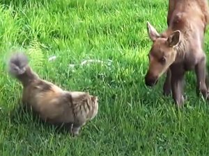 Cat Video: Cat Who’s Scared of Everything Loves the Neighborhood Moose ...