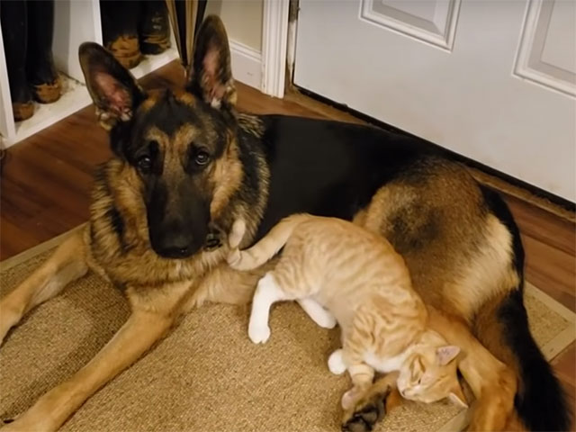 kitten german shepherd