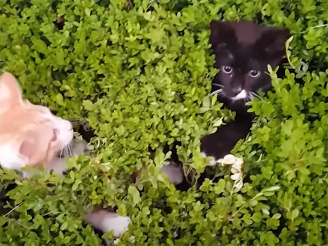 Cat Video: Magical Kitten Bush – Funny Kittens Play Peek-A-Boo | Cute ...