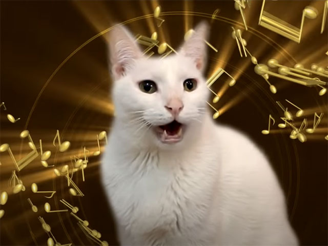 Cat Video: Cats Sing Classical Music – Can Can | Cute and Funny Cat ...