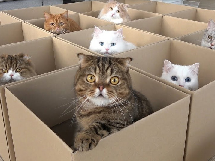 Cat Video Cats vs Boxes Cute and Funny Cat Videos Cat Faeries